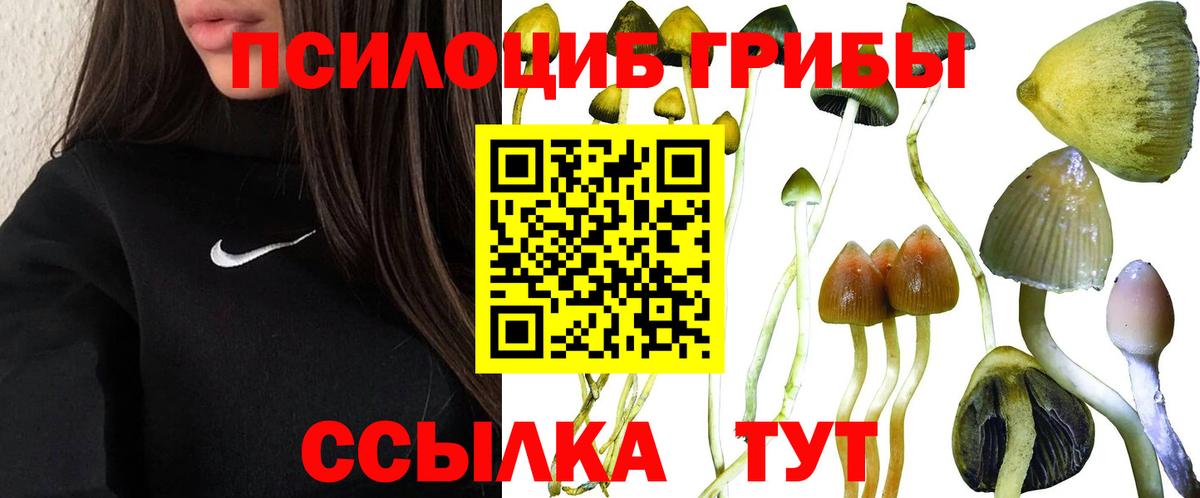 Псилоцибиновые грибы Psilocybine cubensis Ливны